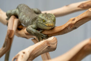 Green gecko with yellow eyes perched on twisted wooden branches in a close-up view.
